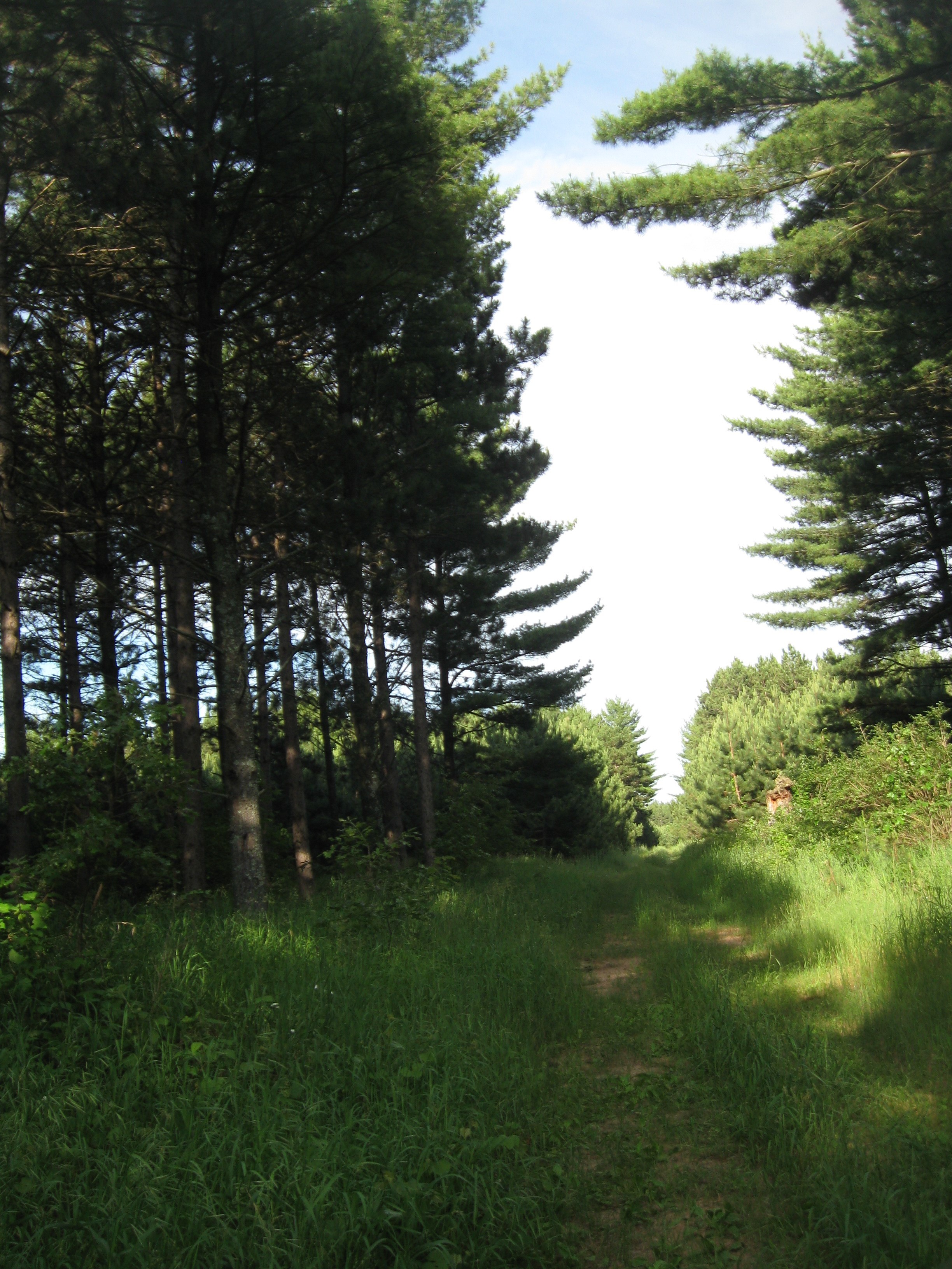 Marathon County Forestland; Hunting Timber Investments